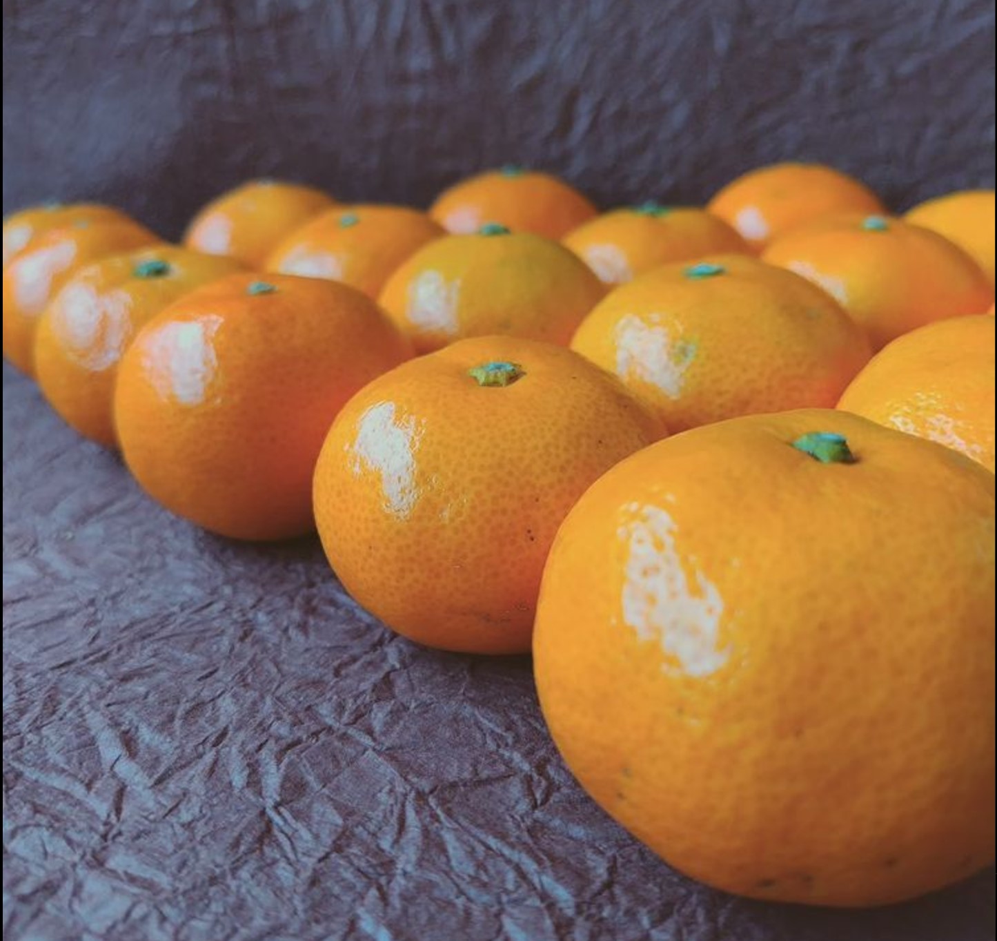 早生みかん Mサイズ